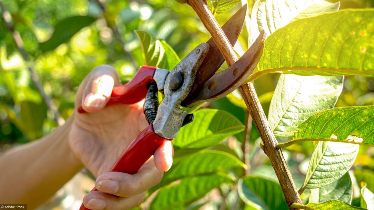 Les secrets d'une taille réussie au jardin