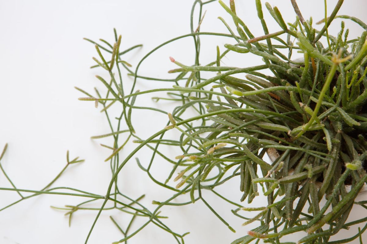 Démystifier le rhipsalis : un cactus unique à entretenir