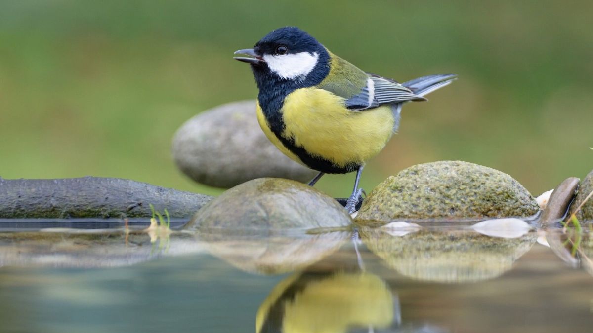 Aider les oiseaux en période de fortes chaleurs
