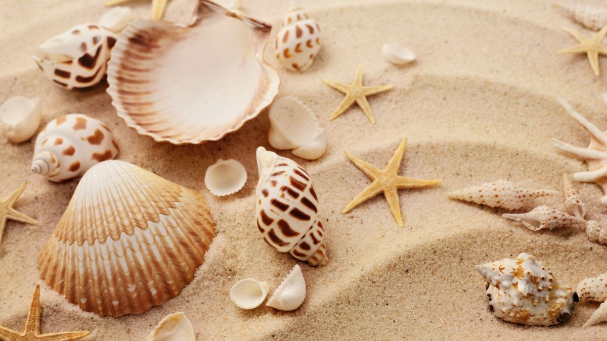 Que pouvez-vous vraiment ramasser sur les plages ?