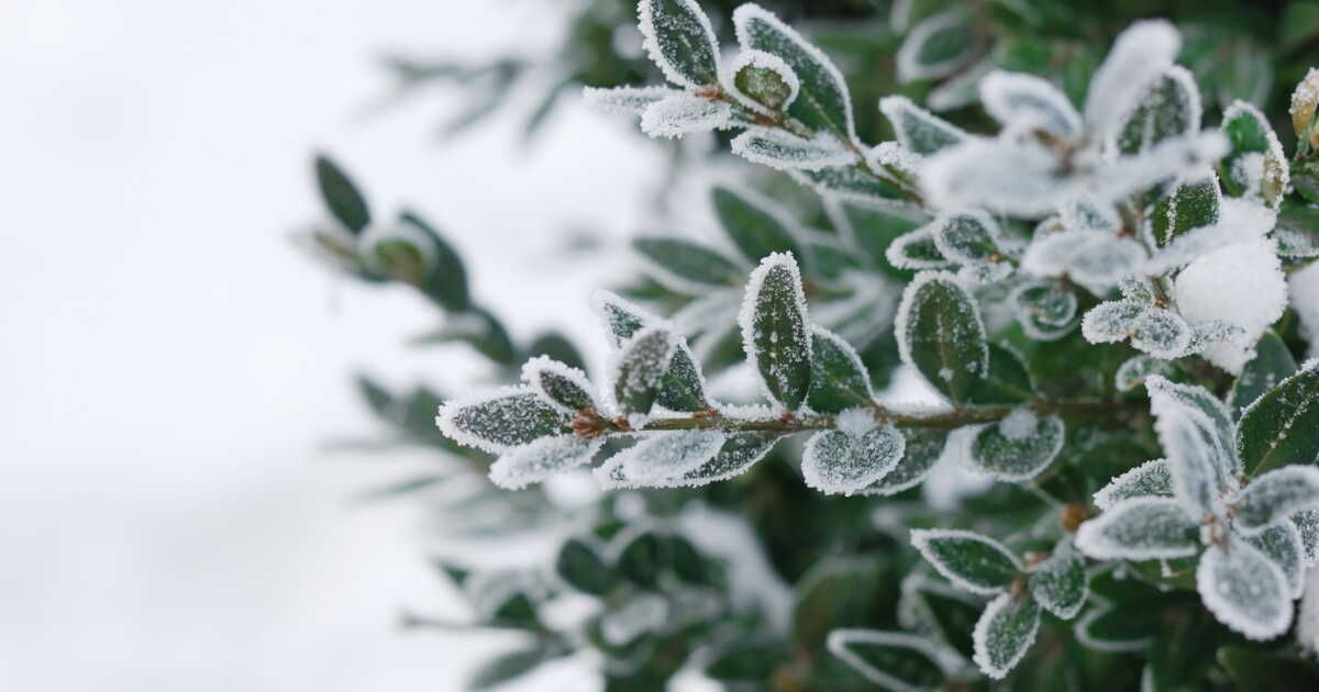 Des alternatives écologiques au sel pour un jardin en hiver