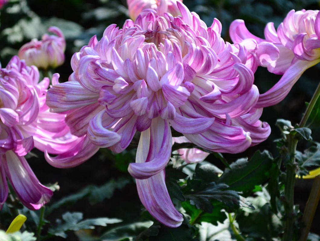 Les dernières floraisons de septembre