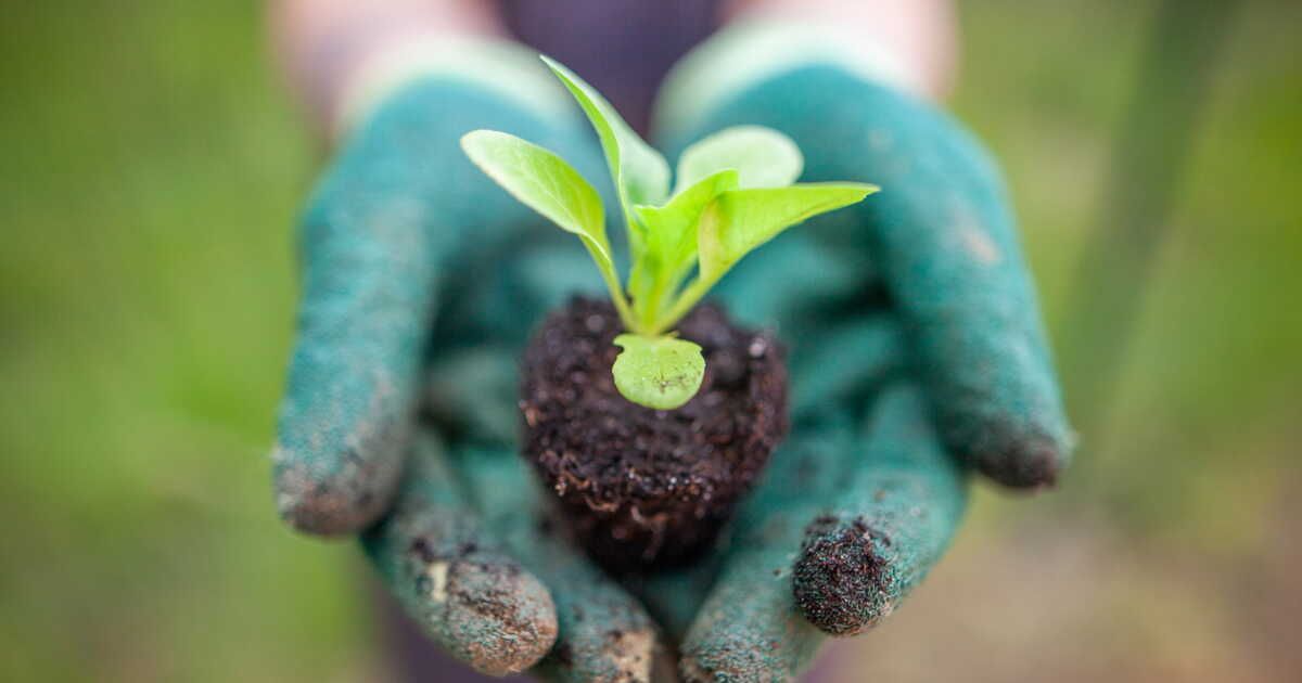 Préparez votre jardin pour une récolte d'automne : semez laitue, radis et mâche