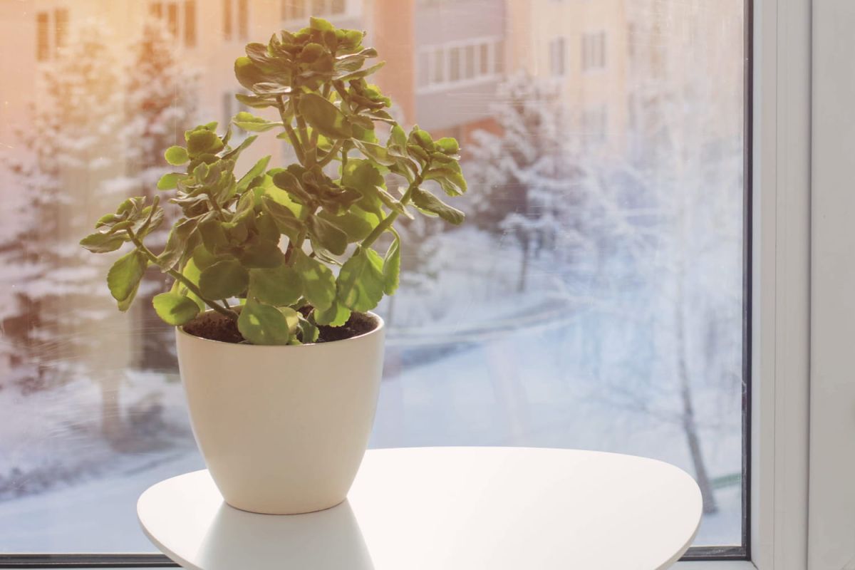 Préparez vos plantes grasses pour un hiver en douceur