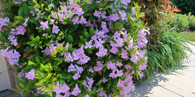 Clytostoma : la grimpante aux fleurs mauves