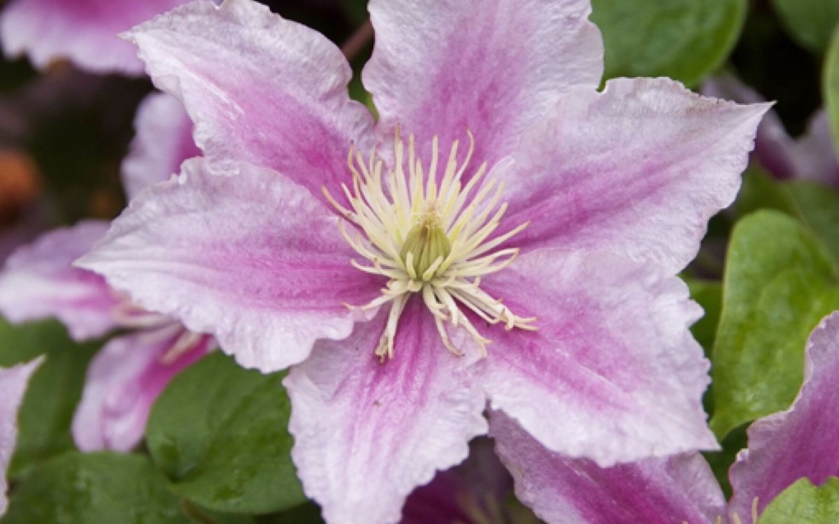 Bouturer des clématites : une méthode simplifiée