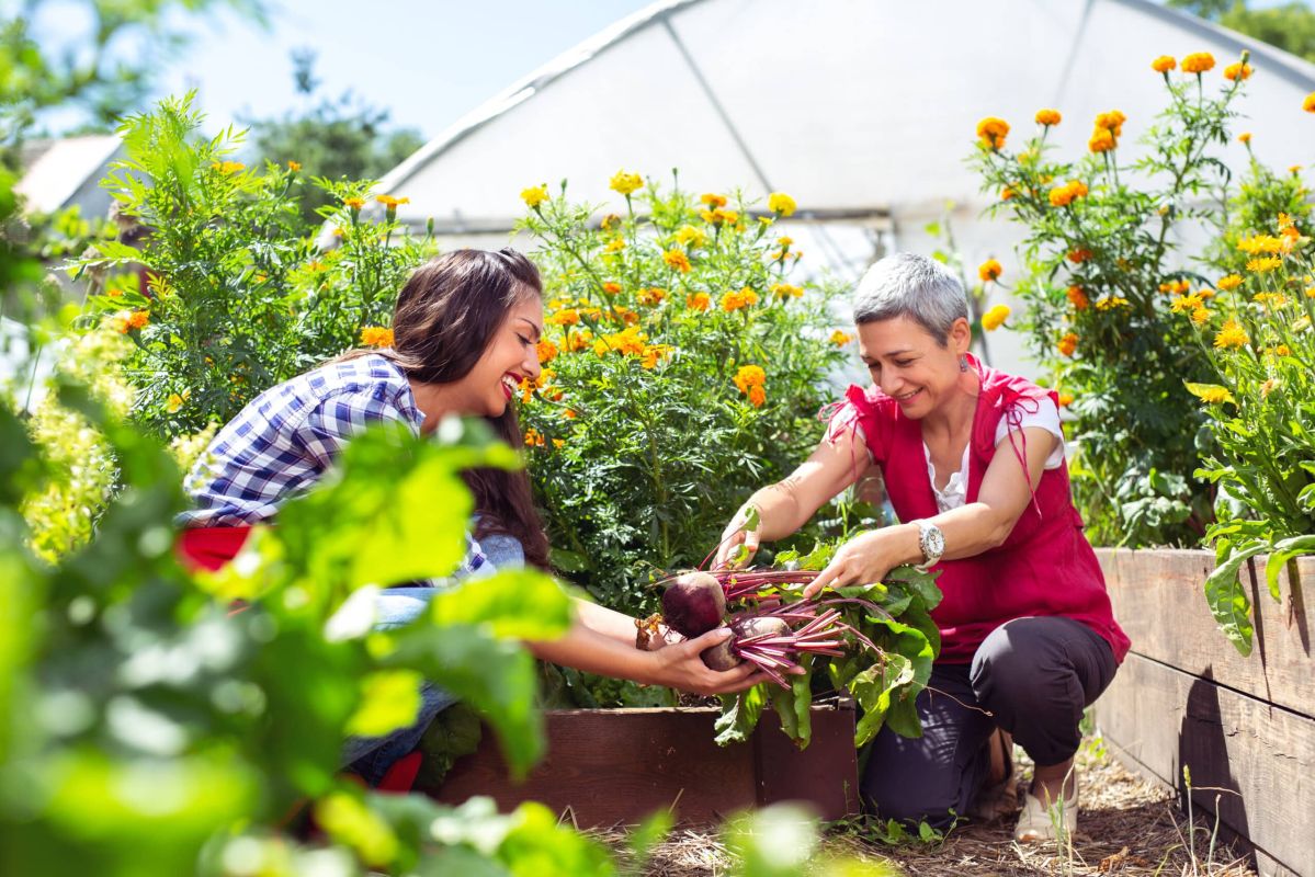 Récoltez ces légumes d'été au potager en août pour une cuisine savoureuse
