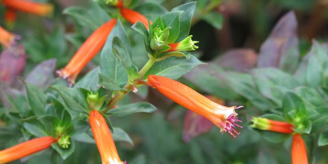 La plante cigarette : une exploration florale