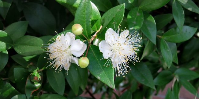Le myrte commun : une ode à la Méditerranée