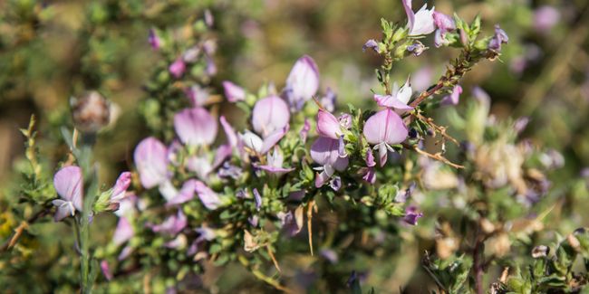 La bugrane : la plante miracle contre les troubles urinaires