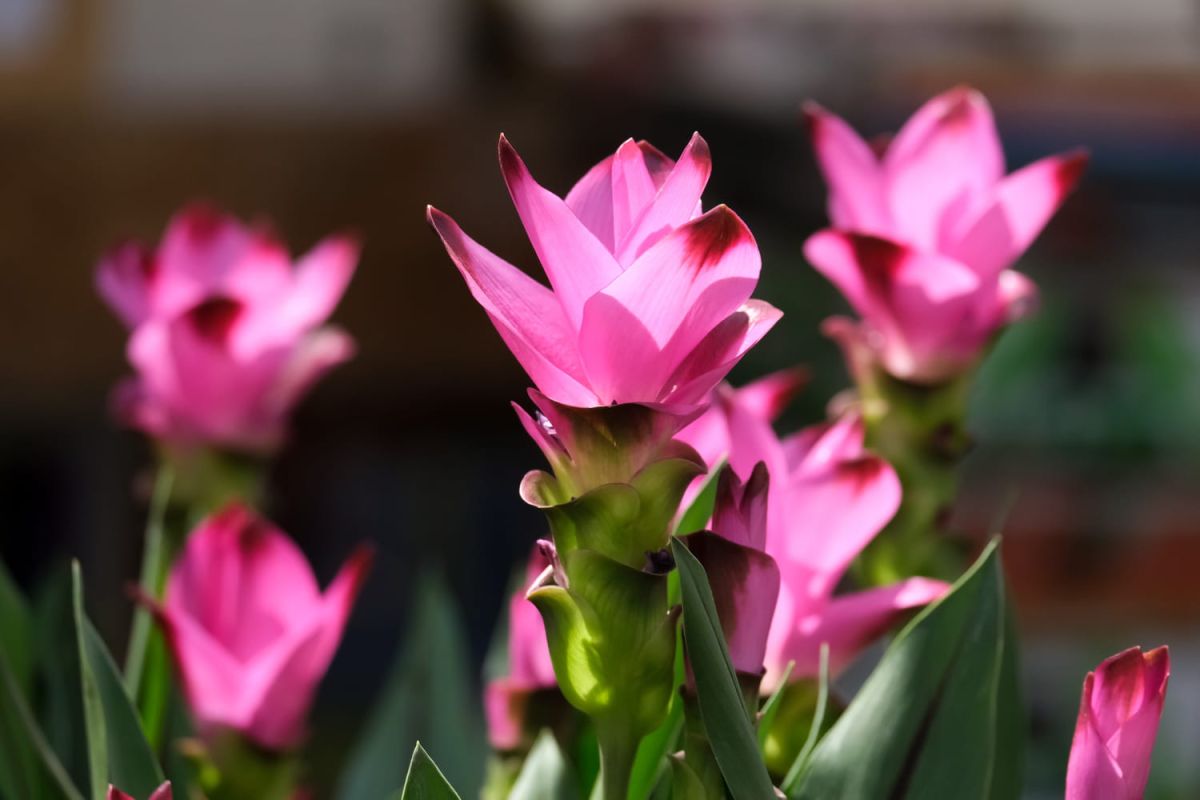 Découvrez le curcuma, une plante aux mille vertus