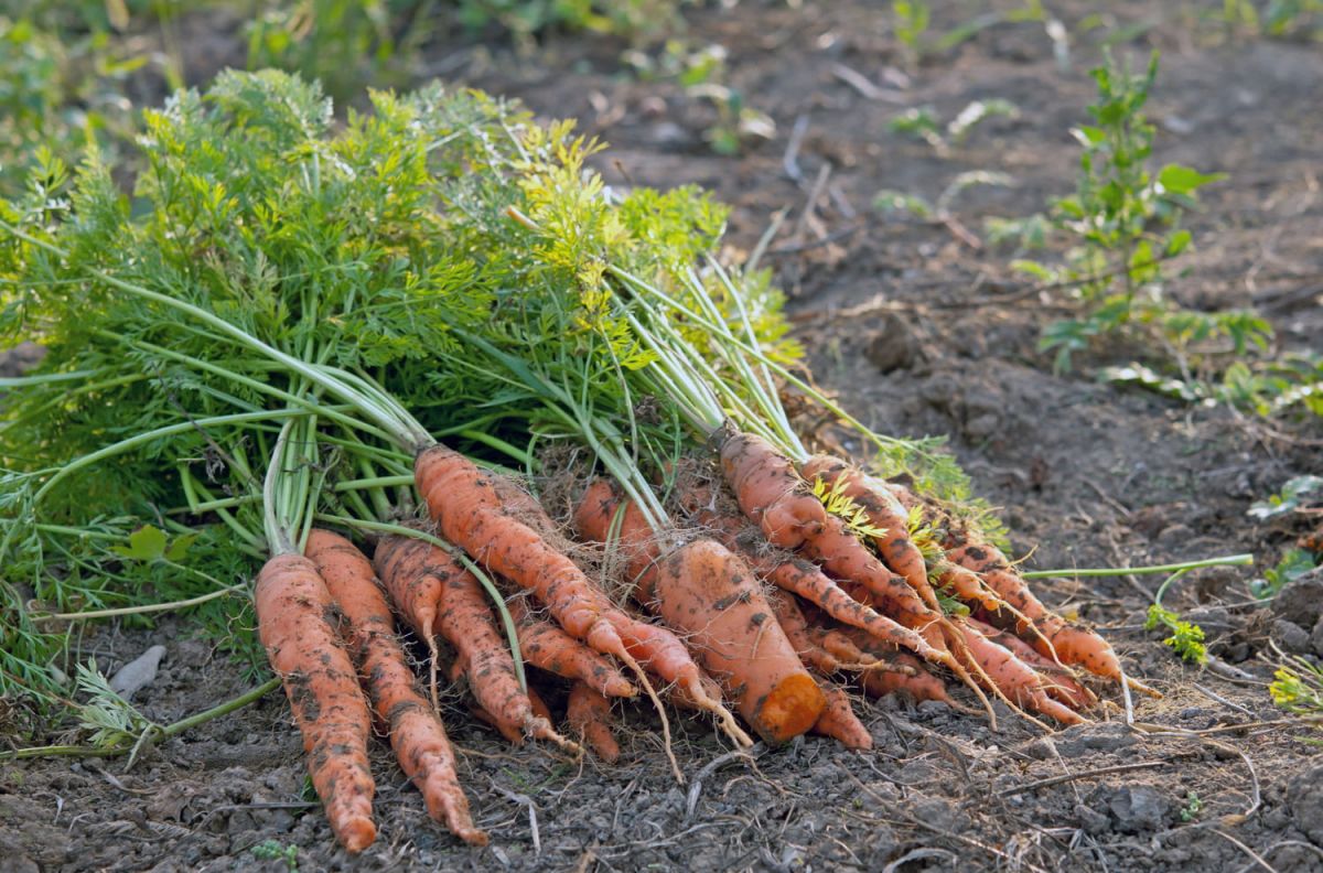 Cultiver des carottes : guide pratique des semis à la récolte