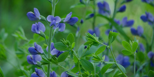 Lupin indigo : une plante vivace à découvrir
