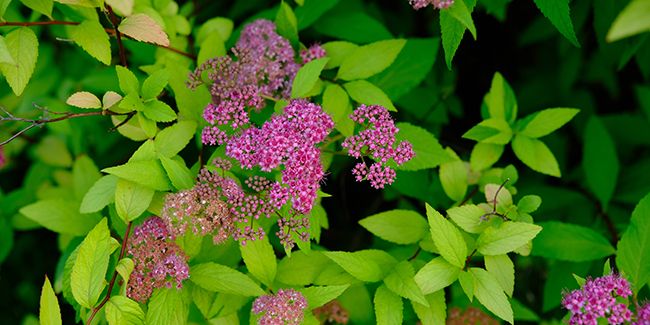 Multipliez vos spirées : les astuces de bouturage pour un jardin florissant