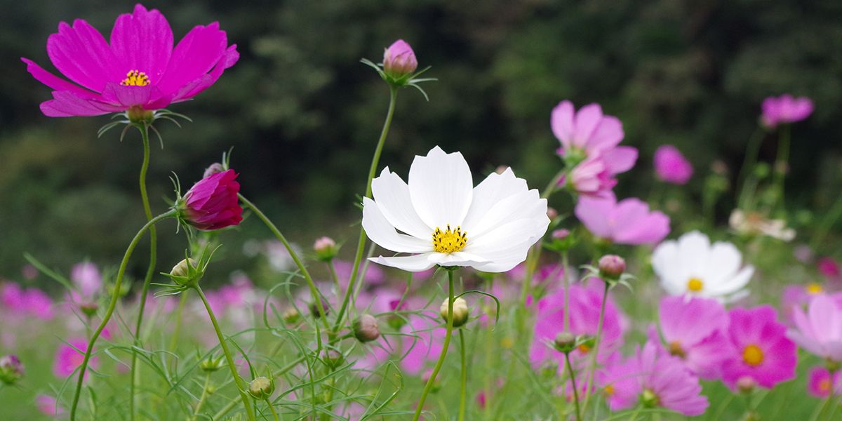 Les cosmos : des fleurs enjouées pour égayer votre jardin