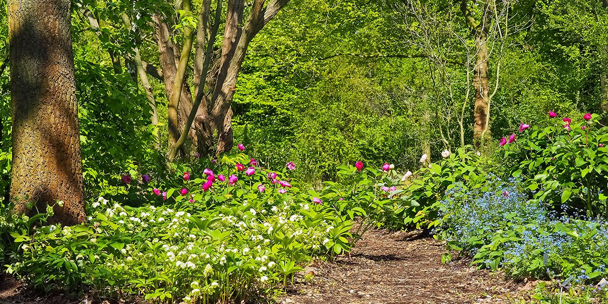 Le jardin-forêt : un nouvel élan pour nos espaces verts