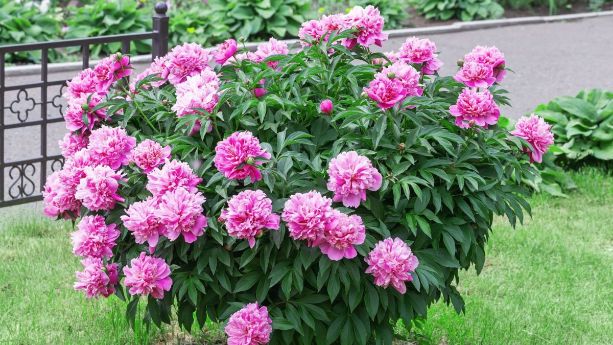 Multiplier les pivoines arbustives : astuces et méthodes efficaces