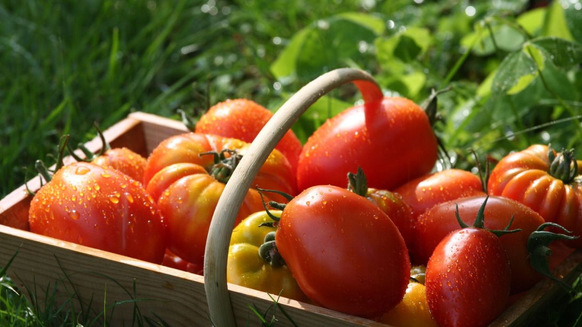 Cultivez votre potager d'été : il n'est pas trop tard pour se lancer !