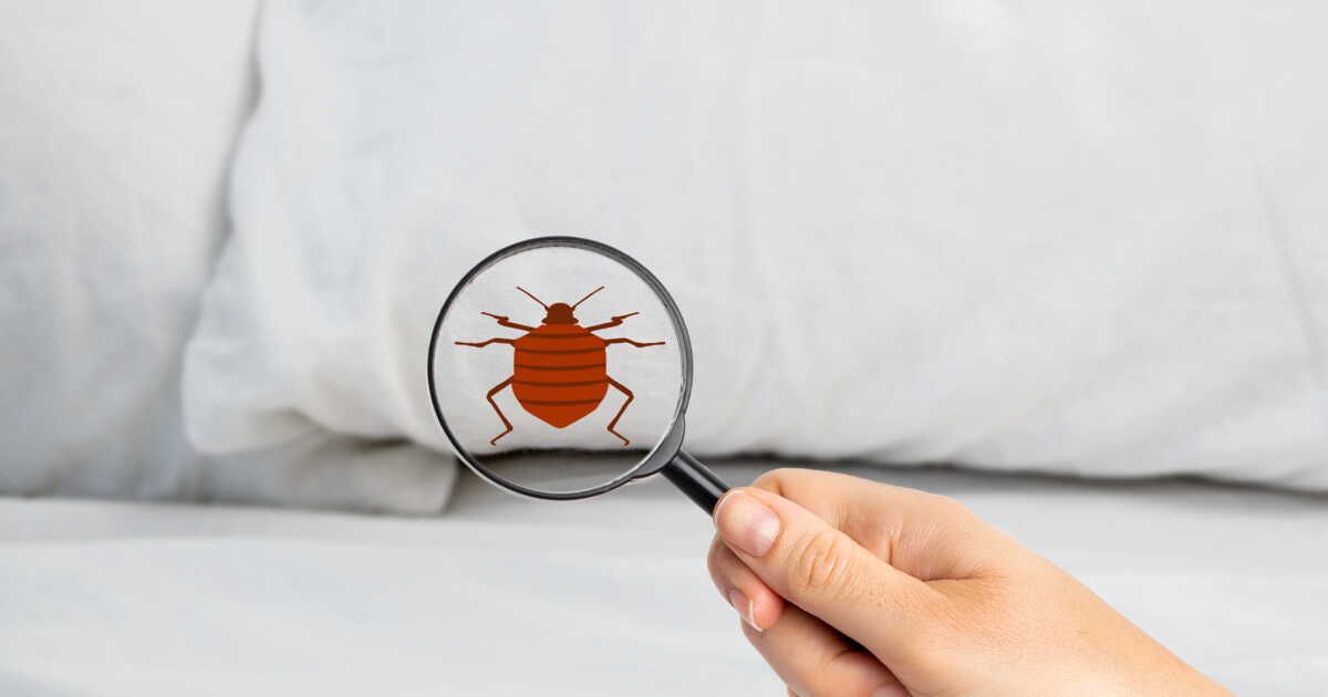 Punaises de lit : une menace silencieuse qui vient de la voisine