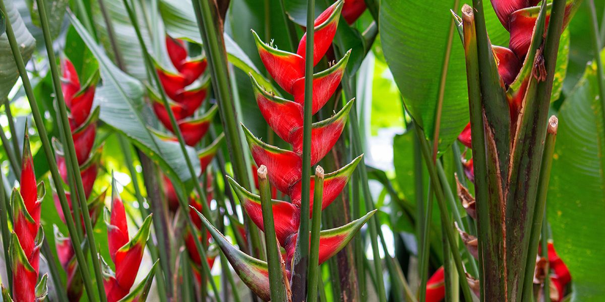 L'exotisme captivant de l'heliconia