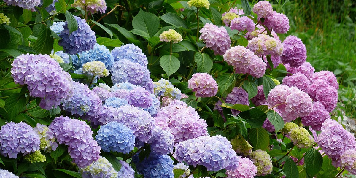 L'hortensia : un trésor floral à découvrir