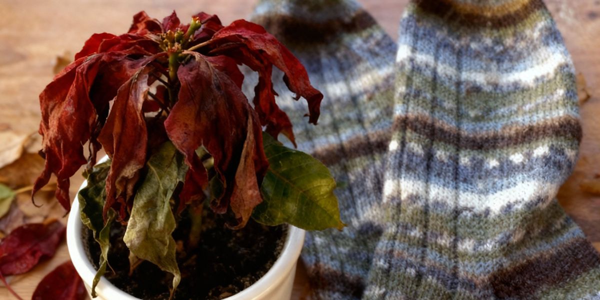 Le mystère des poinsettias : pourquoi perdent-ils leurs feuilles ?