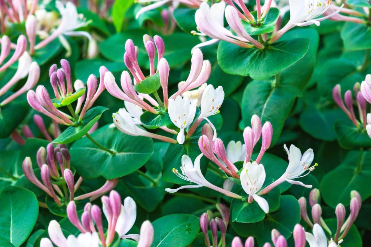 Optimisez la floraison de votre chèvrefeuille grâce à une taille adaptée