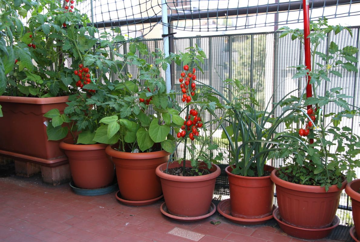 Cultivez le goût : les tomates cerises en pot
