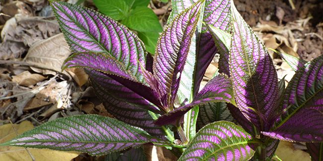 Le bouclier persan : entre beauté et fragilité