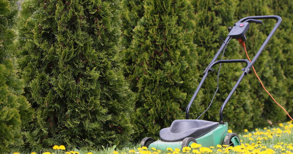 Pourquoi délaisser la tondeuse en mai peut enrichir votre jardin