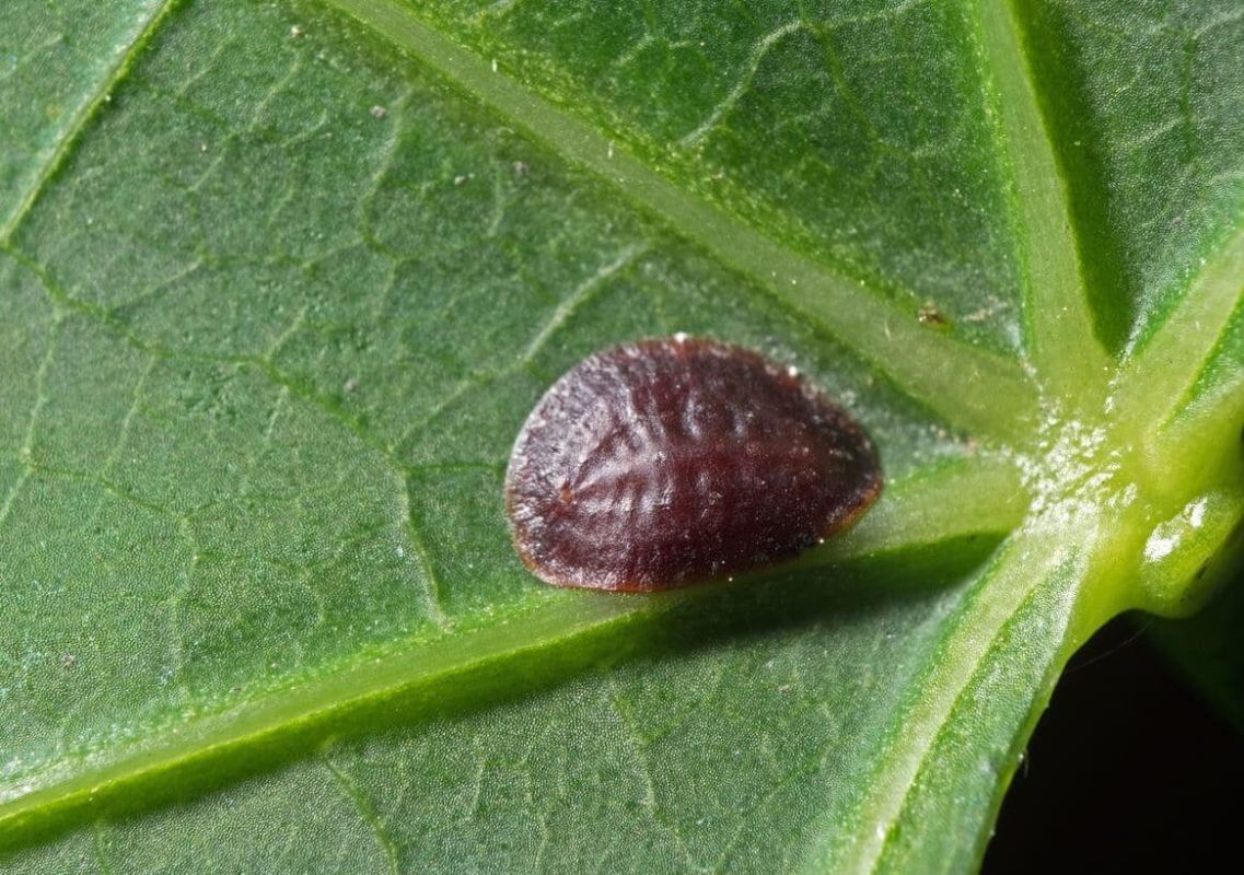 Tout savoir sur les cochenilles et les traitements pour s’en débarrasser