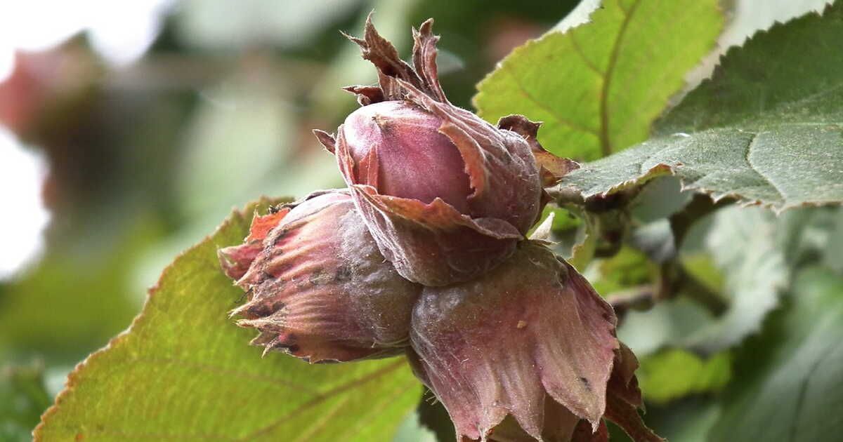La noisette : un trésor gourmand à découvrir