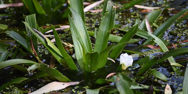 L'aloès d'eau : une richesse aquatique