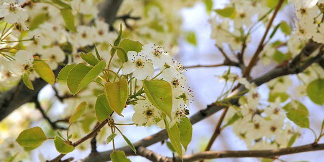 Le poirier d'ornement : un arbre aux couleurs éclatantes