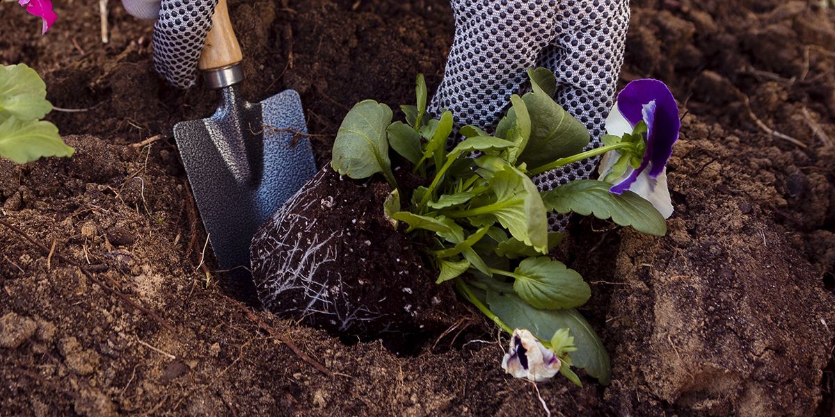 Éveillez votre jardin avec des fleurs d'automne