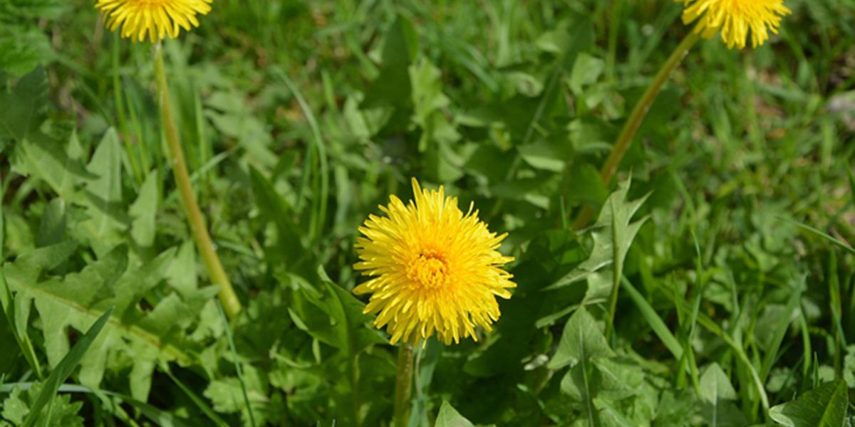 Le pissenlit : une plante aux multiples talents