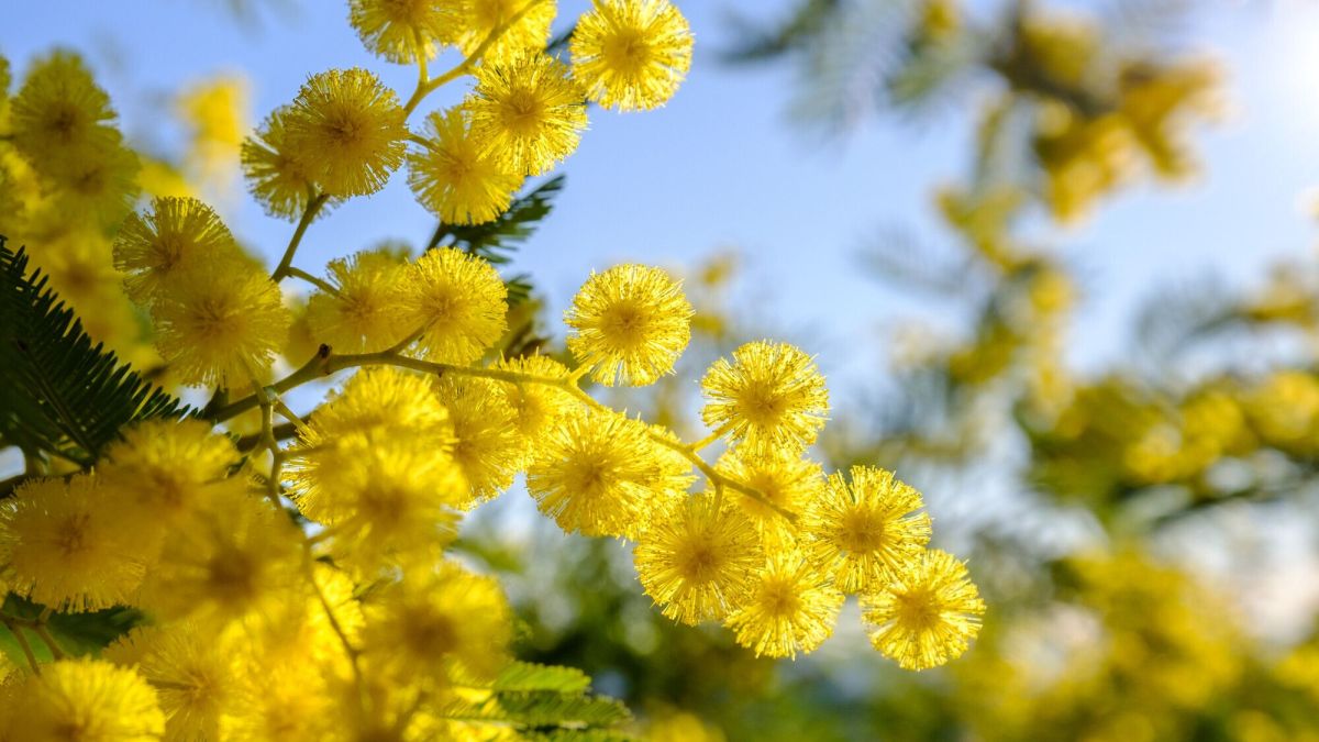Accueillez le mimosa chez vous : le guide du rempotage