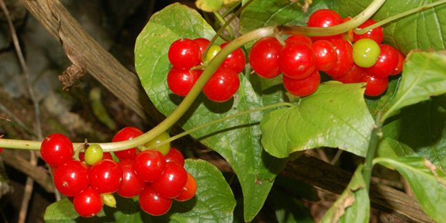 Le tamier : l'herbe aux femmes battues pour soulager les ecchymoses