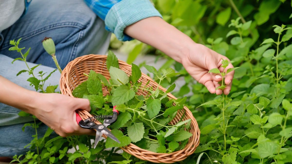 Les herbes aromatiques au goût citronné : un festival de saveurs dans votre jardin
