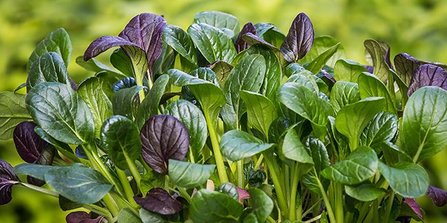 Komatsuna : un trésor de la gastronomie asiatique