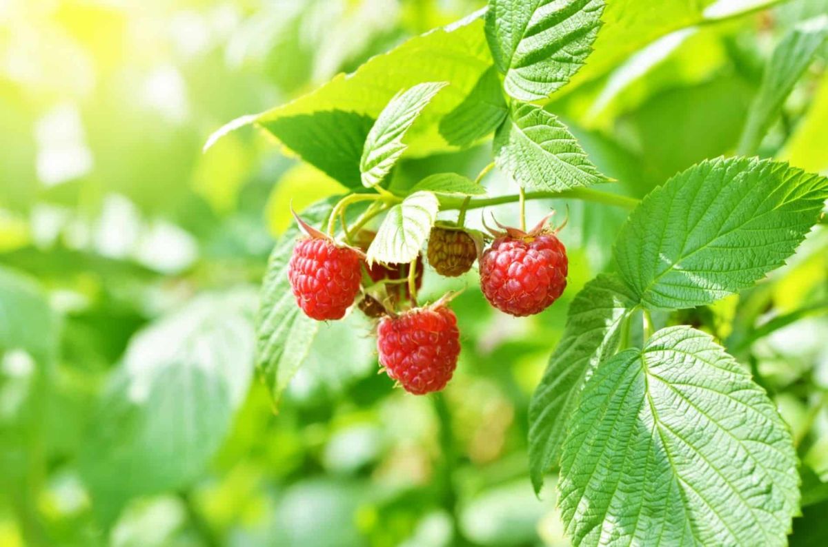 Préparez votre framboisier pour une récolte exceptionnelle avant le printemps