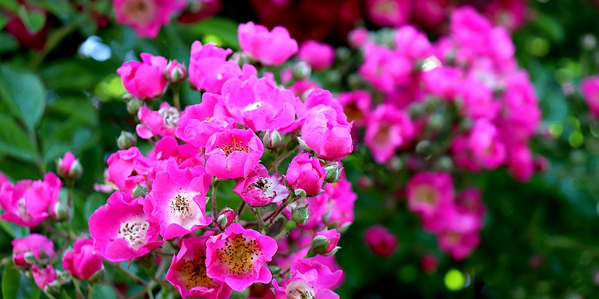 Soins des rosiers en automne pour une floraison printanière exceptionnelle