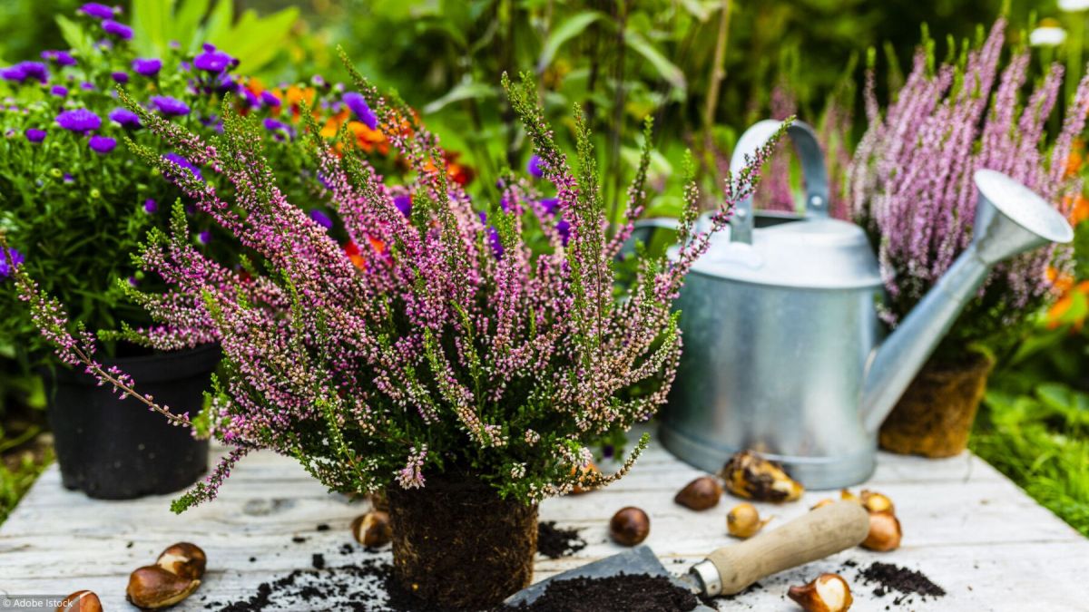 Préparez votre jardin pour l'hiver : conseils essentiels pour novembre