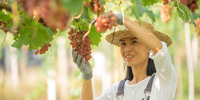Cépages et récolte des raisins de table