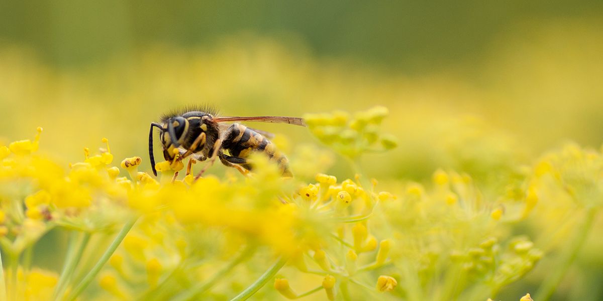 Ces fleurs à éviter pour un jardin sans guêpes
