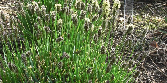 Seslérie bleue (Sesleria caerulea) ou bleuâtre