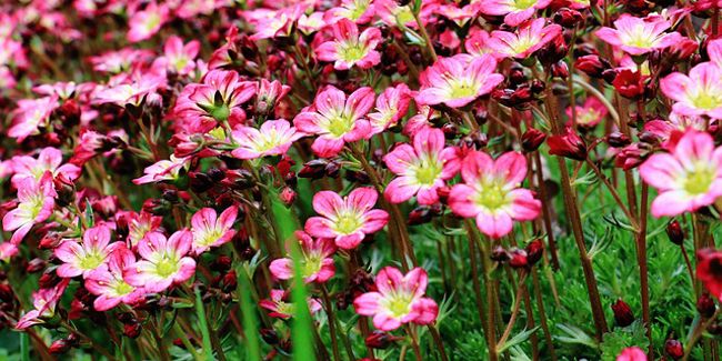 saxifrages : tapis fleuris et astuces pour la rocaille