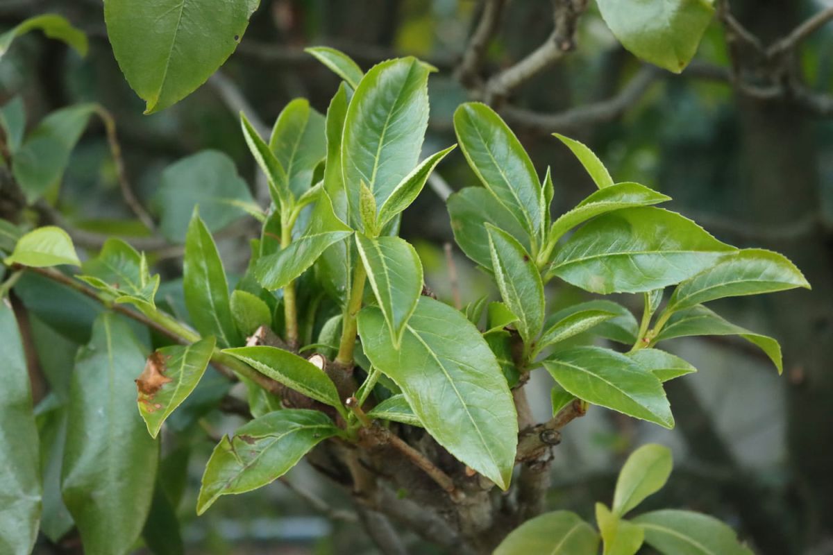 La plante miracle pour une oasis de tranquillité dans votre jardin