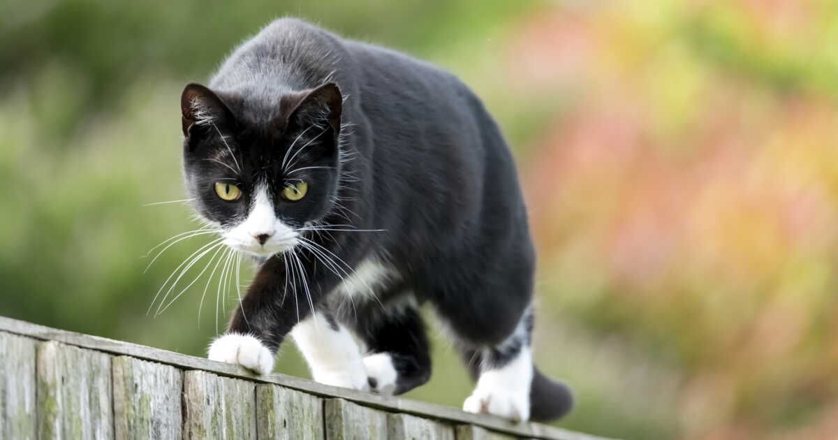découvrez comment éloigner les chats de votre jardin en toute simplicité