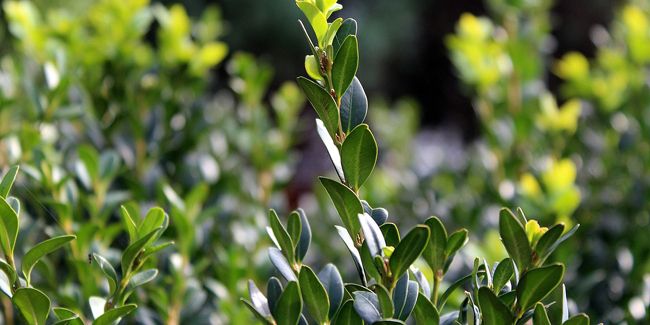 Le buis, un atout précieux pour votre jardin
